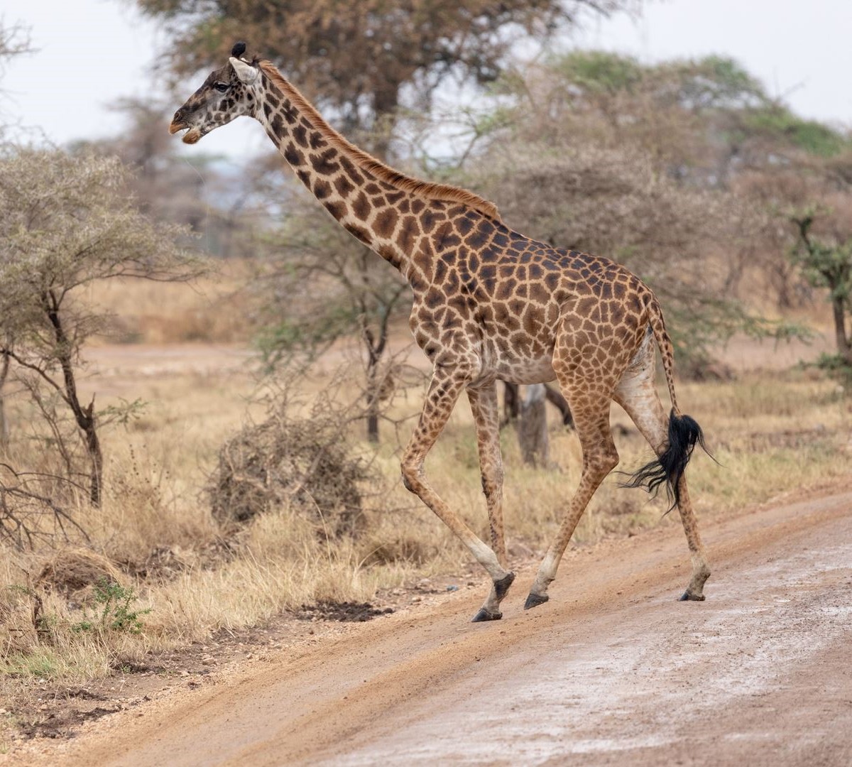 Tanzania Royal Tour